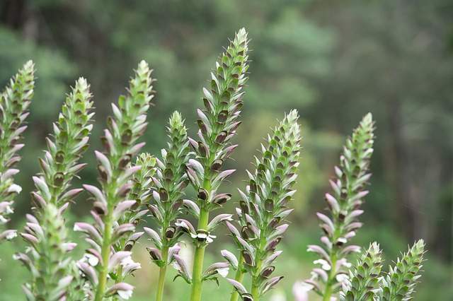 Benefits of Acanthus Seeds Herbs